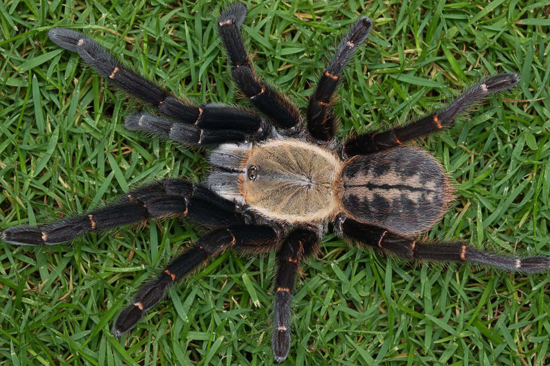 Cyriopagopus sp 'Bach Ma' Bach Ma Earth Tiger 1.25''
