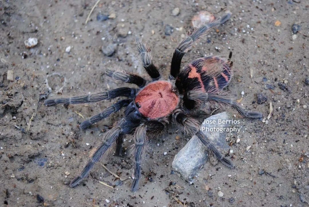 Davus pentaloris Guatemalan Tiger-rump Tarantula .25"