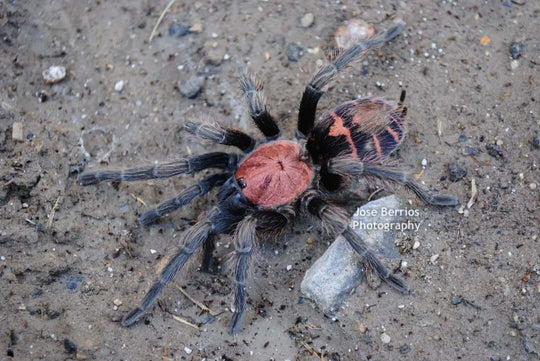 Davus pentaloris Guatemalan Tiger-rump Tarantula .25"