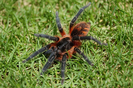 Davus sp panama Lava Spider .25 to .5"