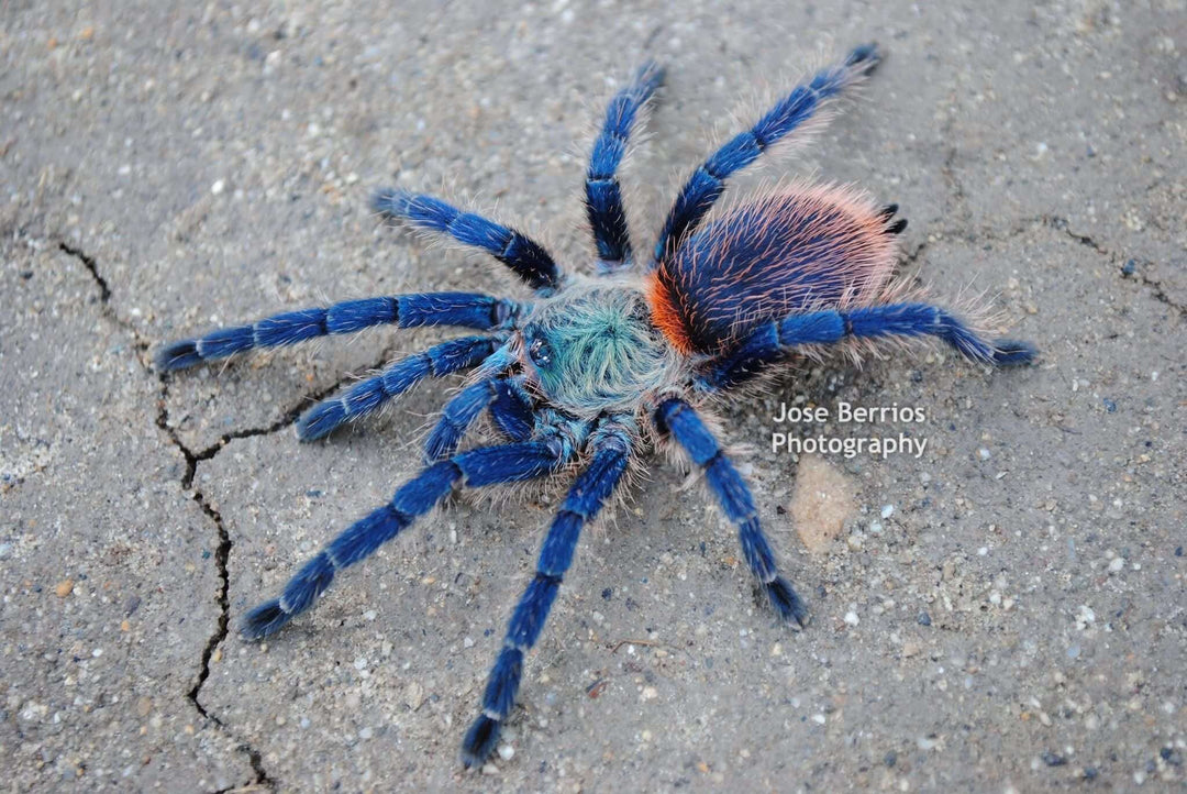 Dolichothele Diamantinensis Brazilian Blue Dwarf Beauty dolichothele-diamantinensis-brazilian-blue-dwarf-beauty