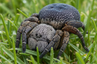 Eresus sp 'Ilustris' 1/32'' Velvet Spider