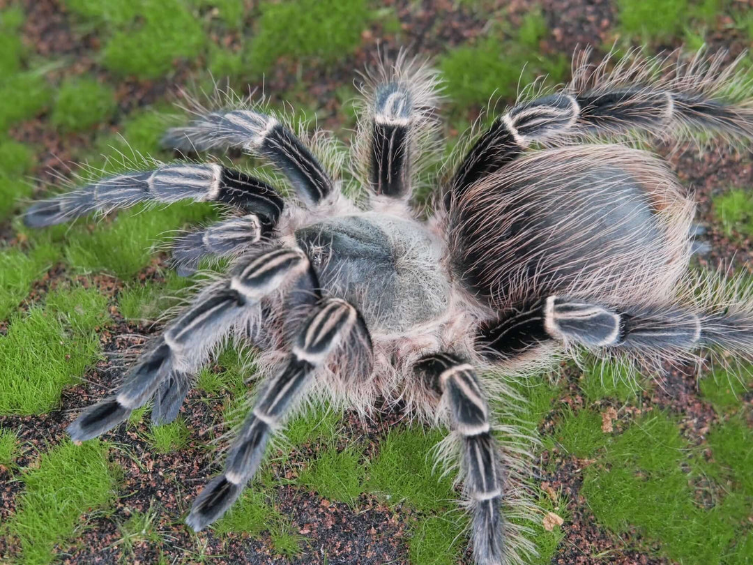 Eupalaestrus campestratus Pink Zebra Beauty .5"