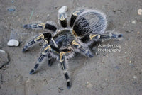 Grammostola pulchripes Chaco goldenknee tarantula .5''