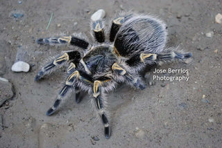 Grammostola pulchripes Chaco goldenknee tarantula .5''