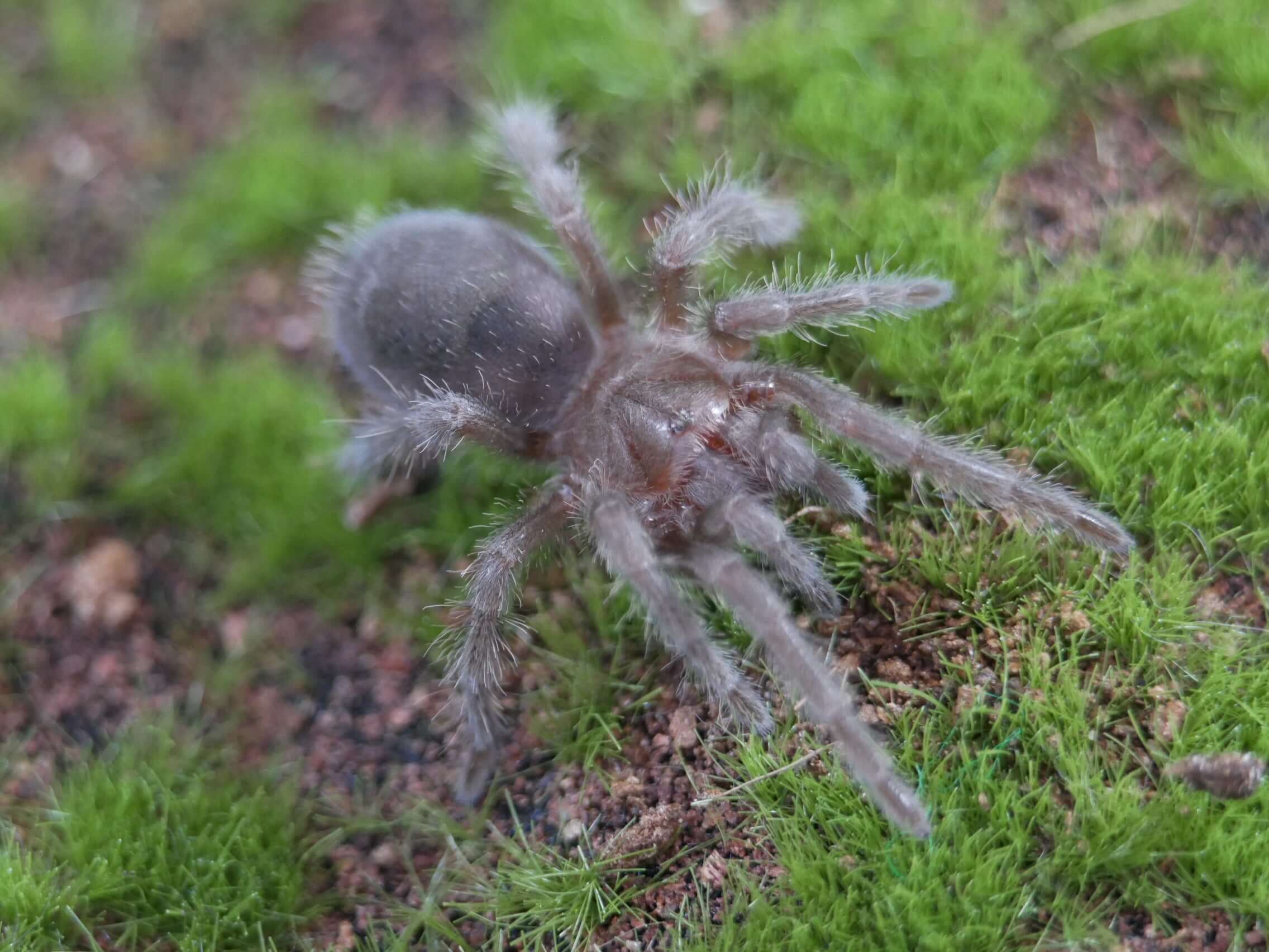Grammostola quirogai ex pulchra brazilian black tarantula