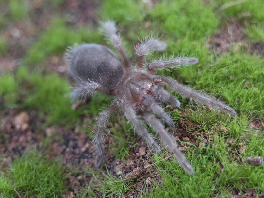 Grammostola quirogai (Hobby Grammostola pulchra brazilian black tarantula) 1''