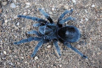 Grammostola quirogai (Hobby Grammostola pulchra brazilian black tarantula) 1''