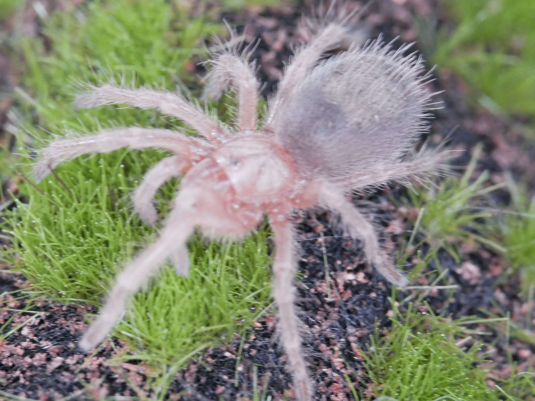 Grammostola rosea RedForm Chilean Rose Hair 1.5-2"