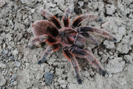 Grammostola rosea RedForm Chilean Rose Hair 1.5-2"