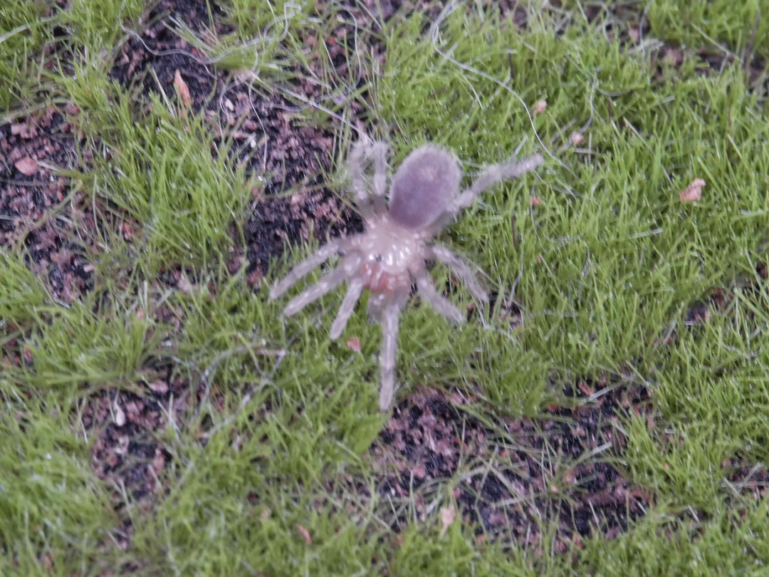Hapalotremus sp. Incapirqa 1.25''