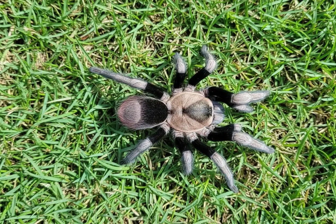Hapalotremus sp. Incapirqa 1.25''