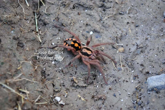 Hapolopus sp. Colombia FORMOSUS LG Pumpkin Patch Tarantula 5i (1/64")