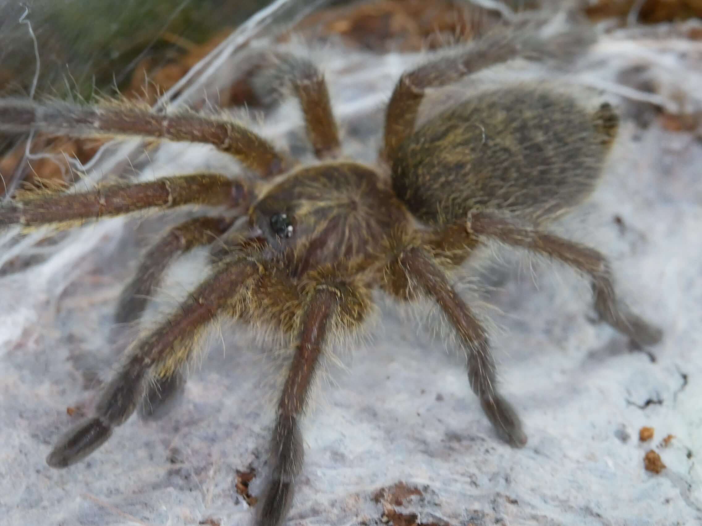 Harpactira baviana Purcell's Baboon - Rare Tarantula