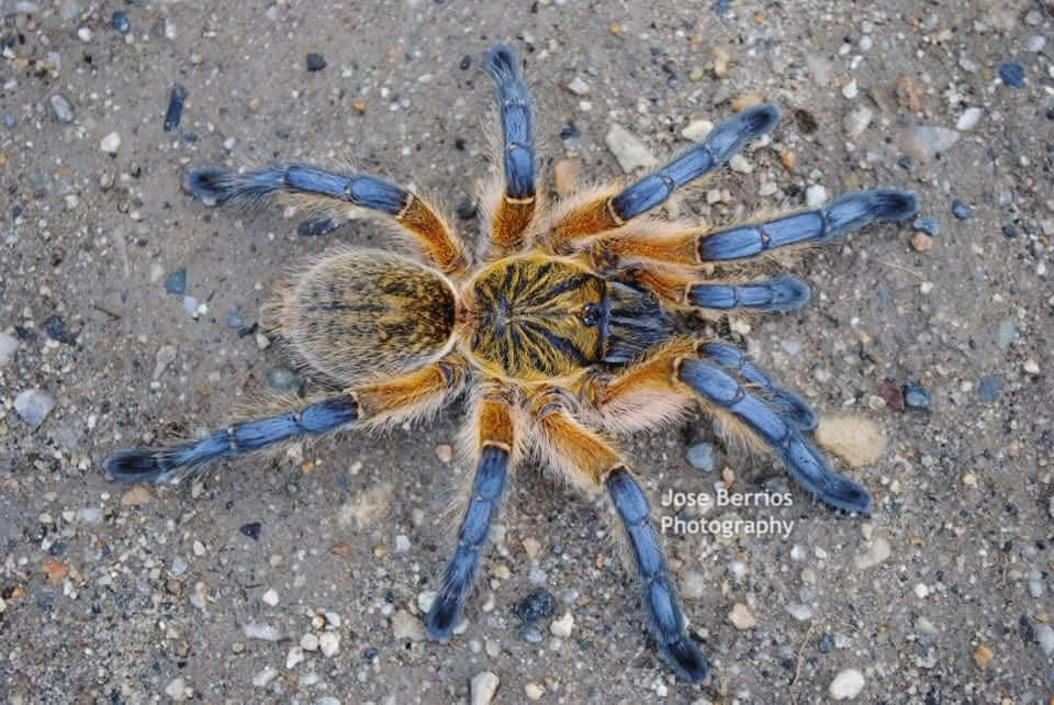 Harpactira pulchripes Golden Blue Leg Babboon .75"