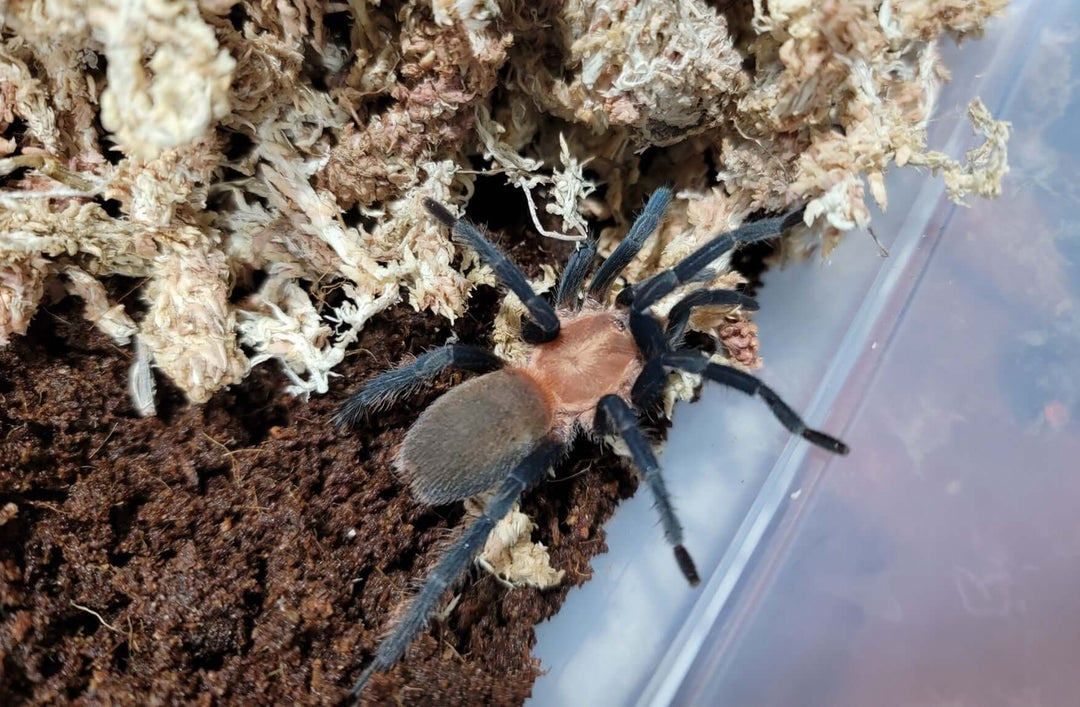 Holothele longipes Trinidad Pink tarantula .25''