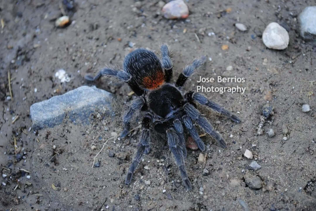 Homoeomma chilensis Chilean Flame Tarantula .25''