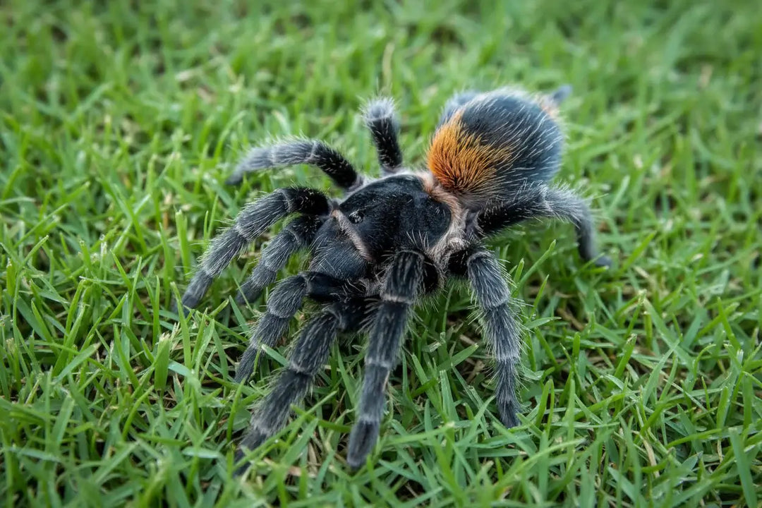 Homoeomma orellanai Chilean Yellow Flame .25''