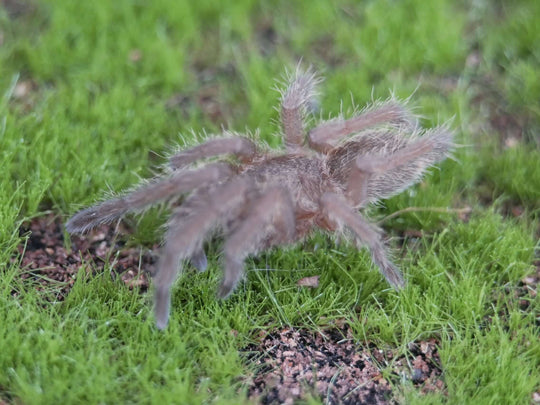 Hysterocrates Gigas  Cameroon Red Baboon Tarantula 2''