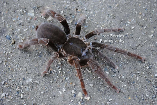 Hysterocrates Gigas  Cameroon Red Baboon Tarantula 2''