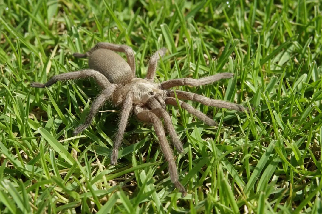 Ischnocolus vanandelae Oman Gold .5''