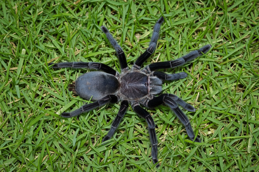 Chilobrachys sp. "Prachuap Khiri Khan" tarantula 1.25''