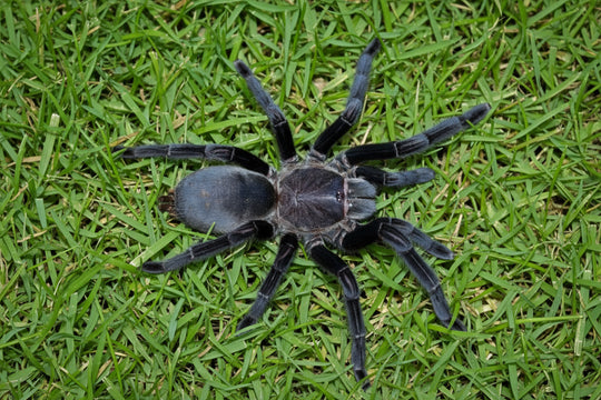 Chilobrachys sp. "Prachuap Khiri Khan" tarantula 1.25''
