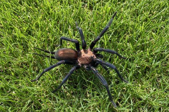 Linothele megatheloides Colombian Blue/Curtain-web Spider .75''