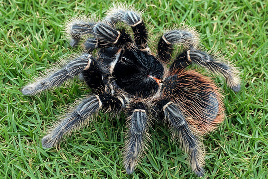 Lasiodora klugi  Bahia Scarlet Birdeater .5''