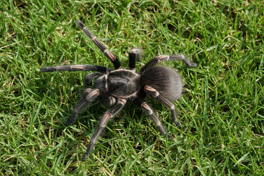 Lasiodorides striatus Peruvian Orange Stripe .75"