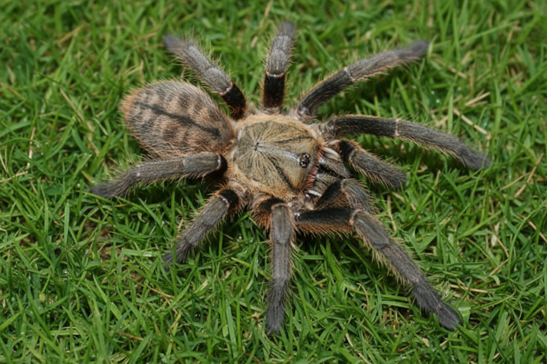 Cyriopagopus sp 'Lam Dong' Lam Dong Earth Tiger 1.5''