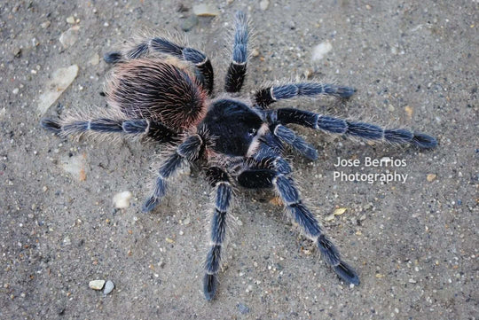 Lasiodora difficilis Brazilian Fire Red Birdeater Tarantula 1.5''