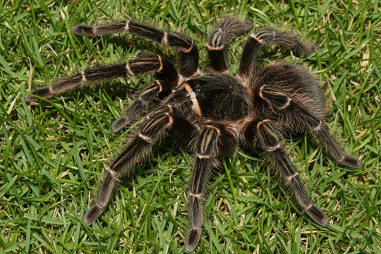 Lasiodora parahybana Brazilian Salmon Pink Tarantula .25''