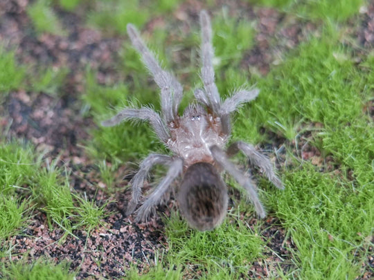 Lasiodorides striatus Peruvian Orange Stripe .75"