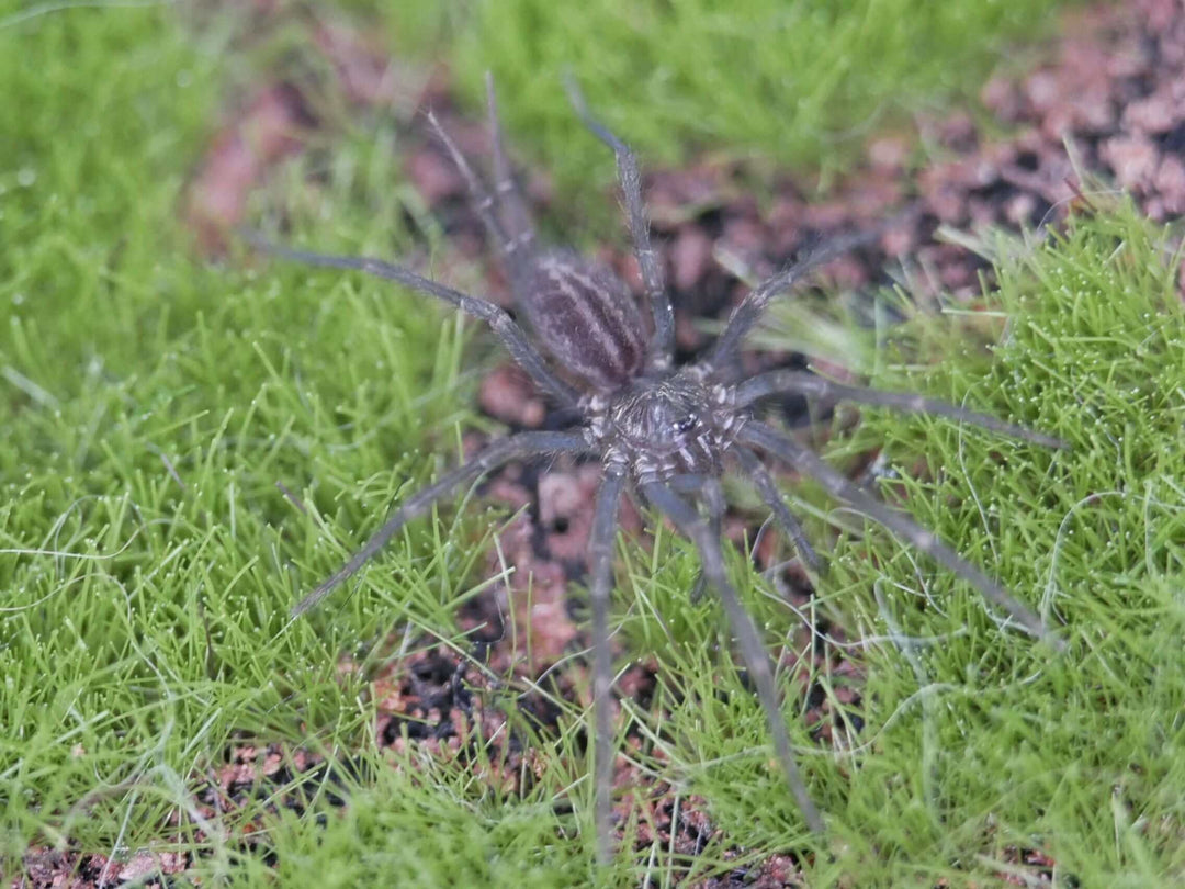 Linothele megatheloides Colombian Blue/Curtain-web Spider .75''