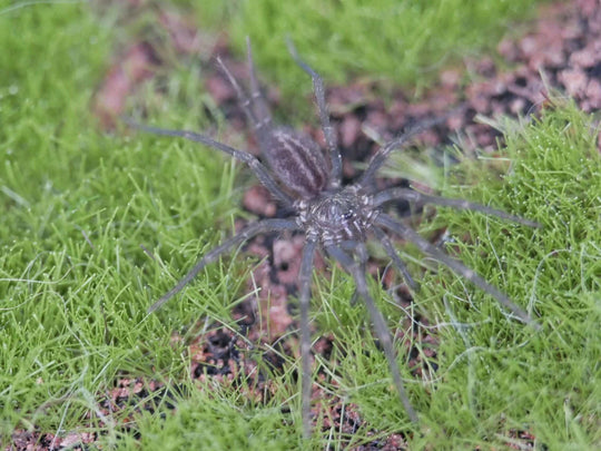 Linothele megatheloides Colombian Blue/Curtain-web Spider .75''