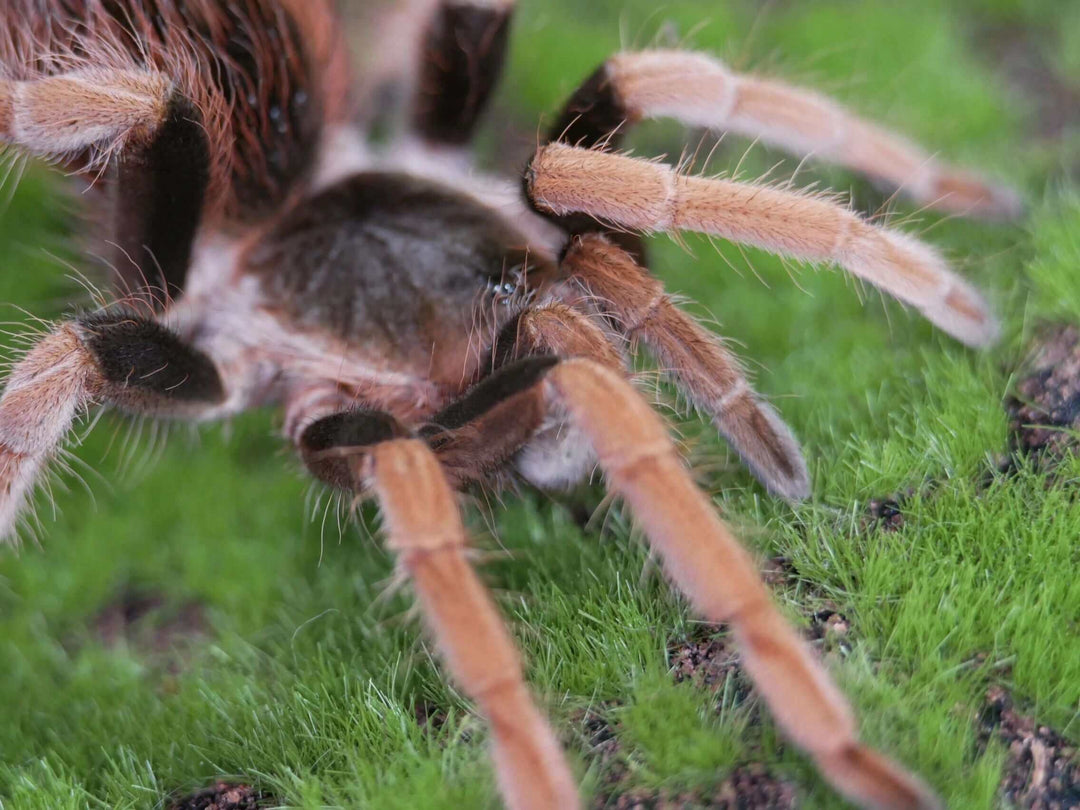 Megaphobema robustum  Colombian giant red leg 3"