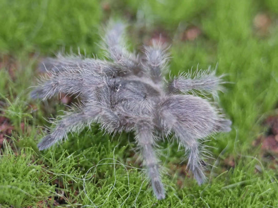Monocentropus balfouri 1'' Socotra Island Blue Baboon (kept communally)