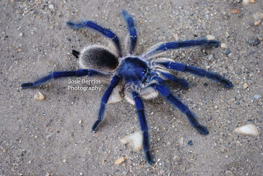Monocentropus balfouri 1'' Socotra Island Blue Baboon (kept communally)