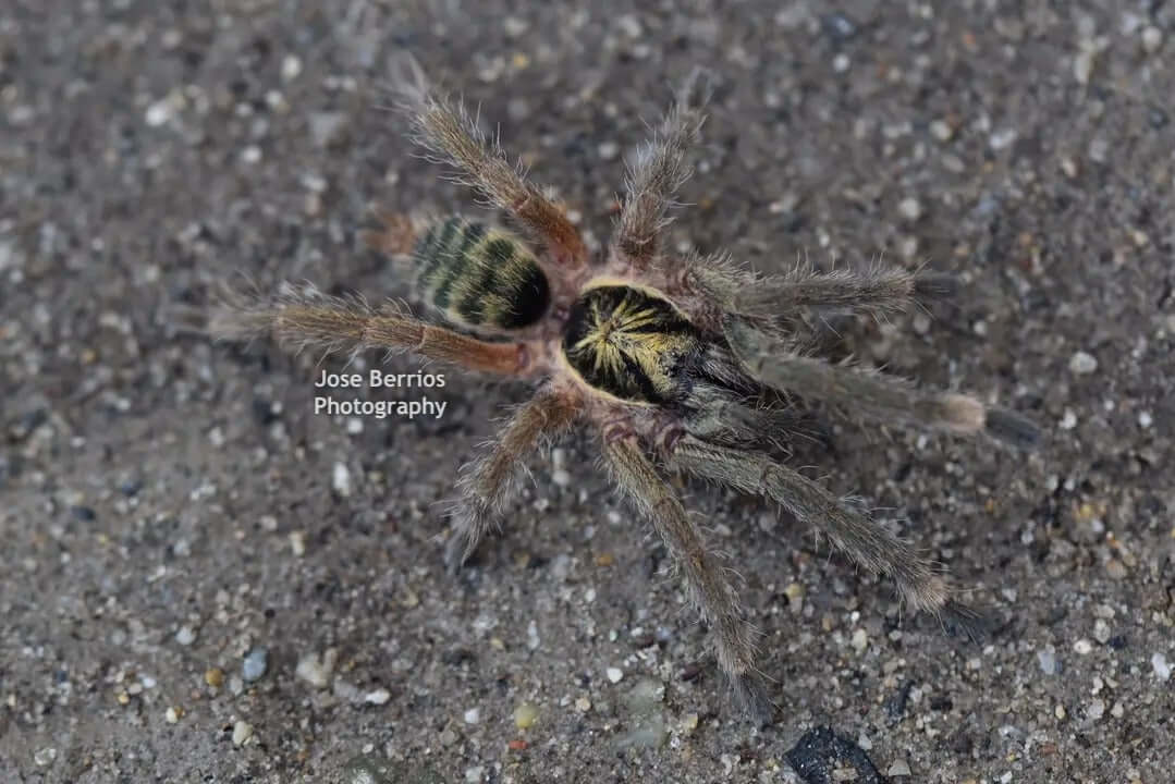 Neoholothele incei Trinidad Olive .75''