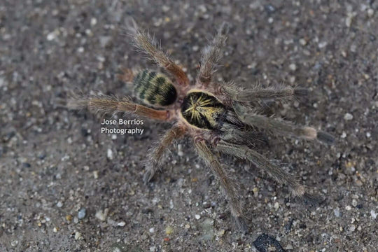 Neoholothele incei Trinidad Olive .75''
