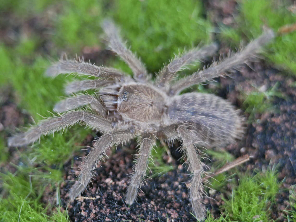Ornithoctonus aureotibialis Thai Golden Fringe tarantula 1.25"