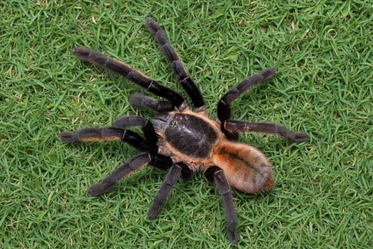 Ornithoctonus aureotibialis Thai Golden Fringe tarantula 1.25"
