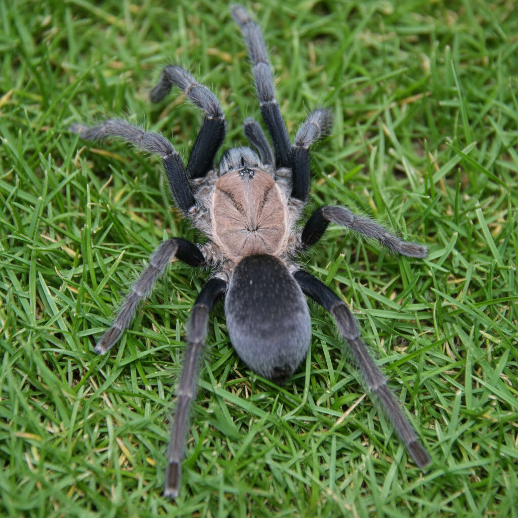 Orphnaecus dichromatus New Guinea Two-Toned Earth Tiger .5"