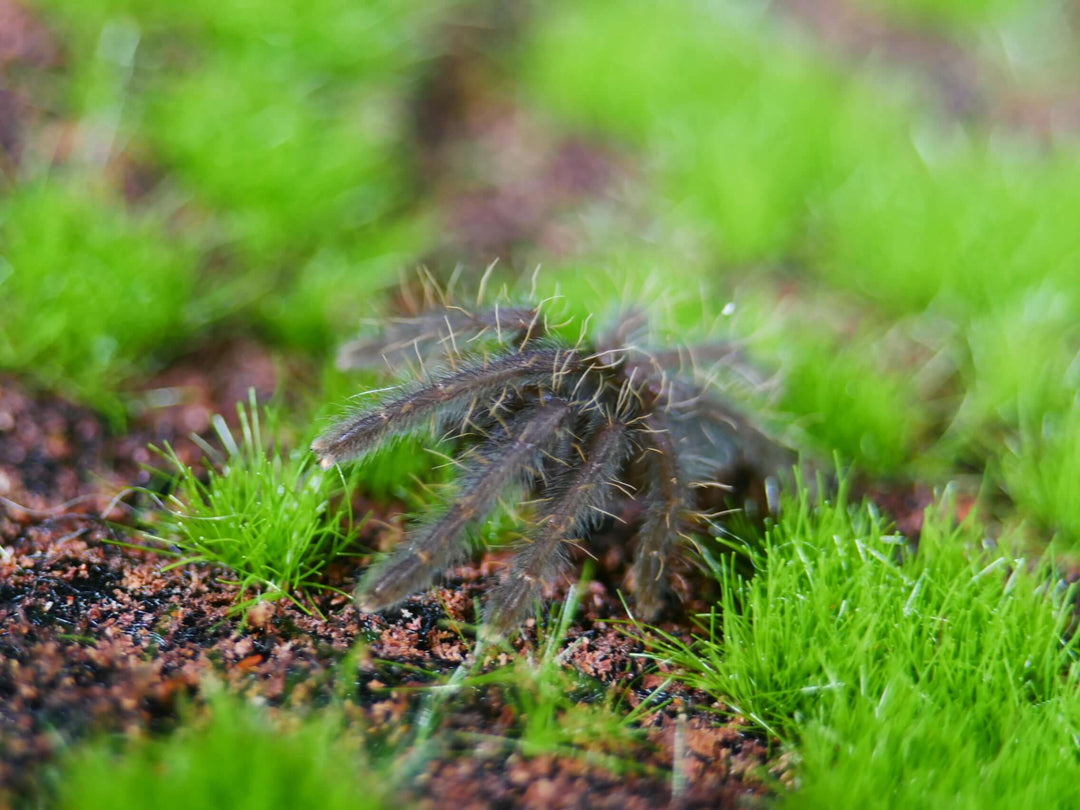 Orphnaecus sp "Marinduque purple "  1''