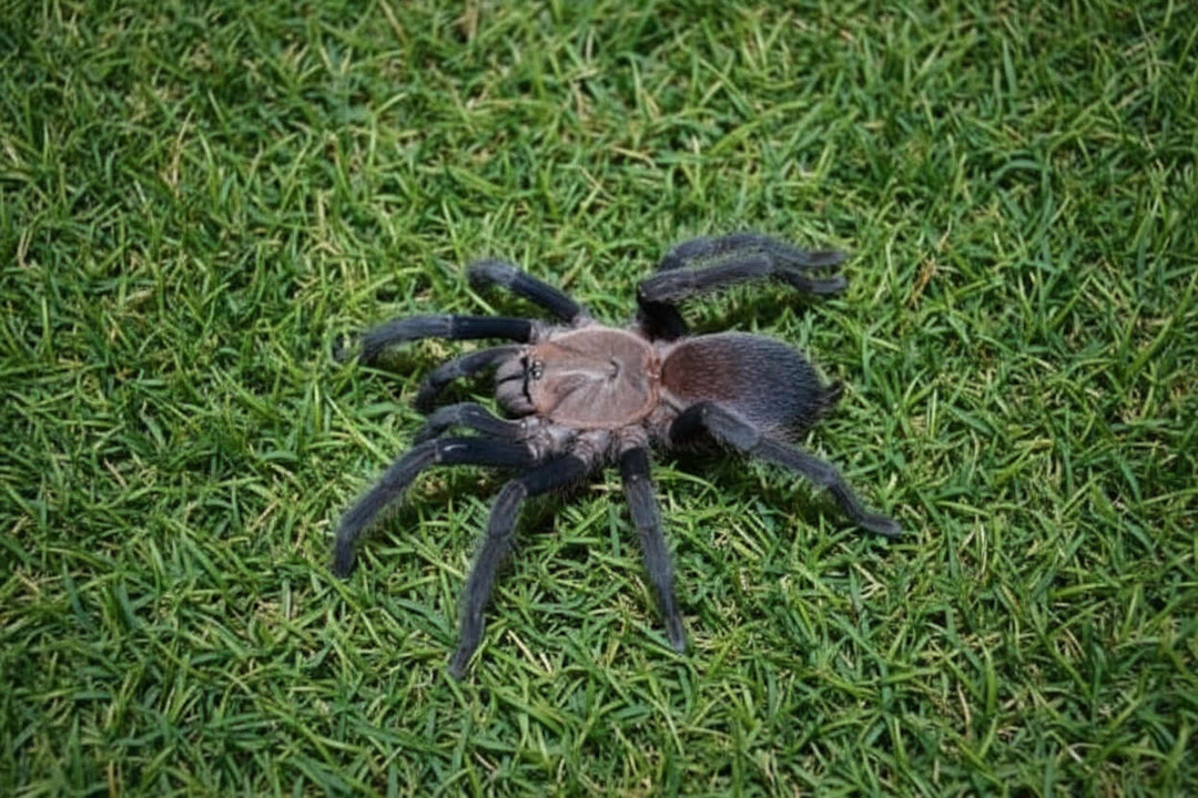 Orphnaecus sp "Marinduque purple "  1''