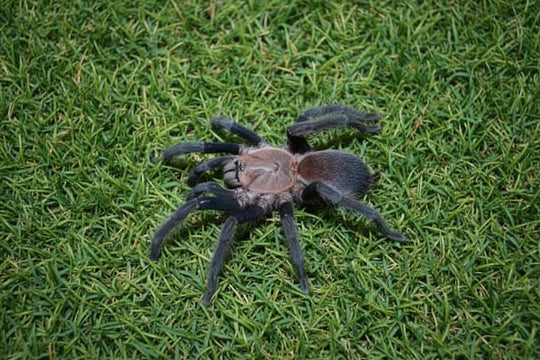 Orphnaecus sp "Marinduque purple "  1''
