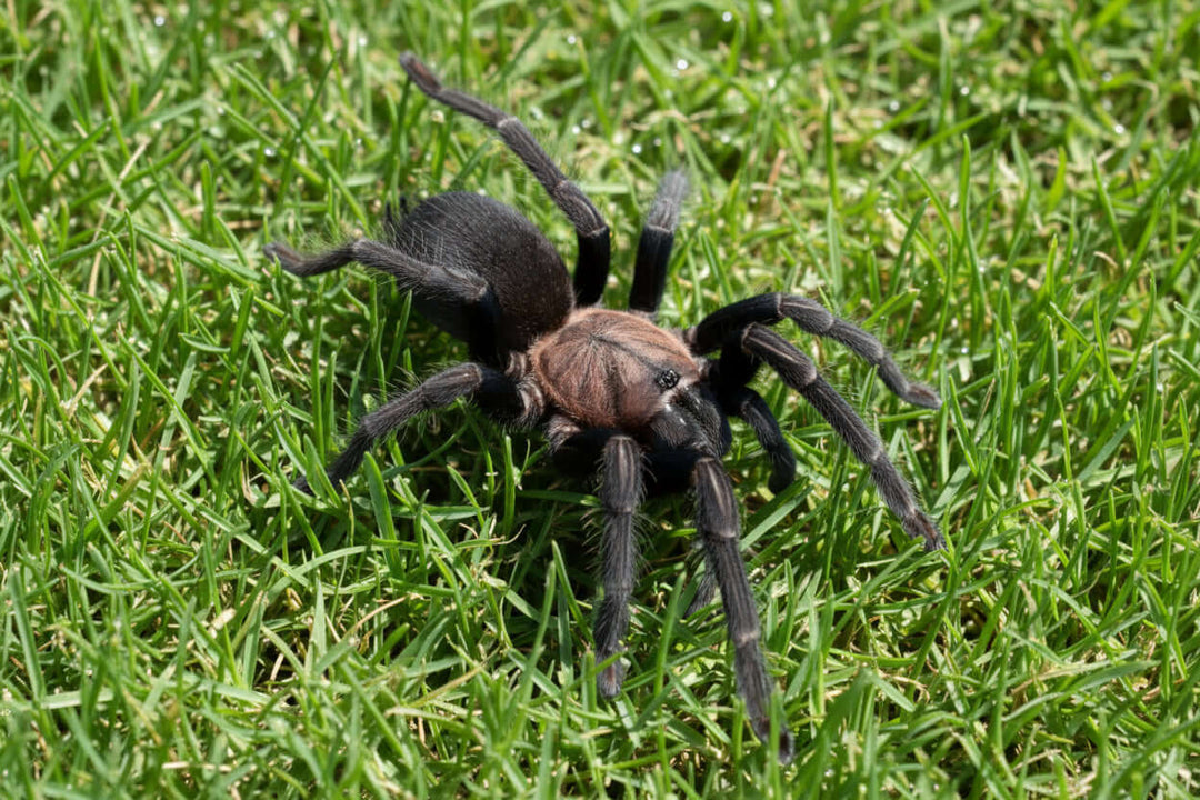 Orphnaecus sp 'Negros' Negros Island Earth Tiger .75''