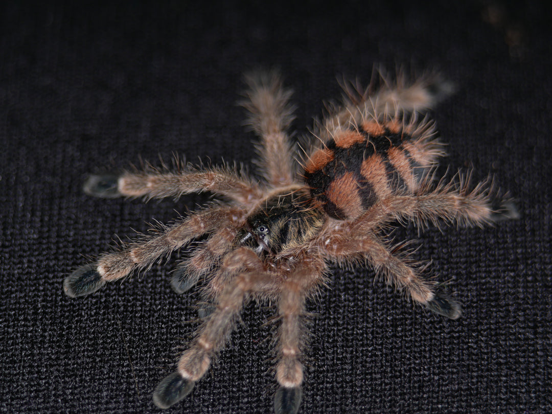 Avicularia minatrix Venezuelan Red-stripe Pink-toe .5"