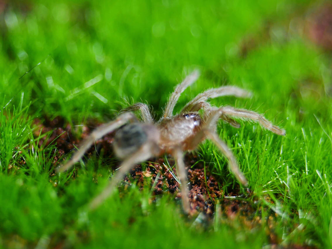 a Brazilian red head spider on green grass and moss